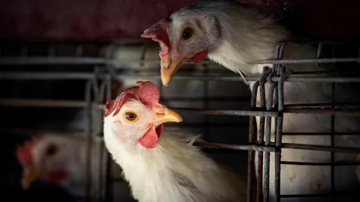 UK Scientists Make Breakthrough in Protecting Chickens from Bird Flu